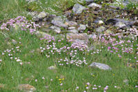 Le vallon d'Ausseilla fleuri