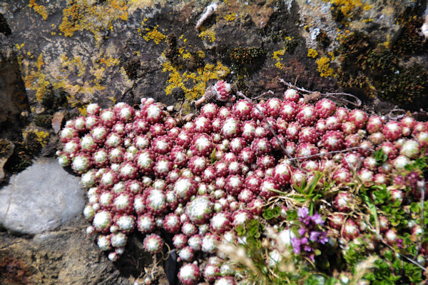 Fleurs curieuses!