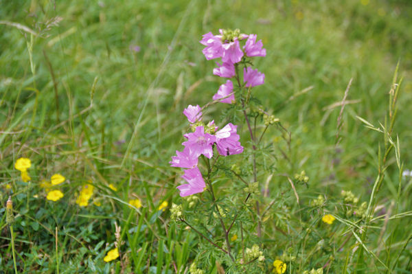 Jolies fleurs sous le Cap de Hite