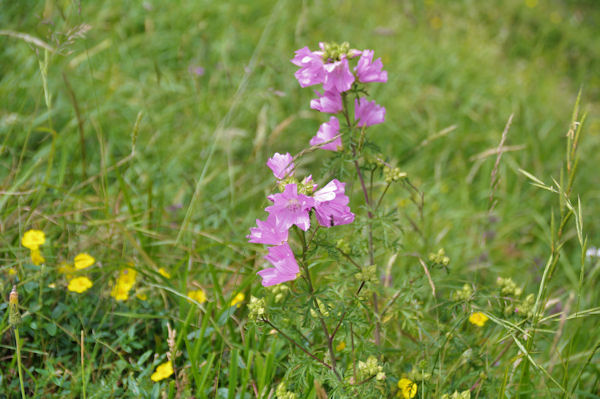 Jolies fleurs sous le Cap de Hite