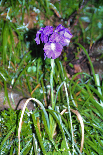 Bel iris dans la rose