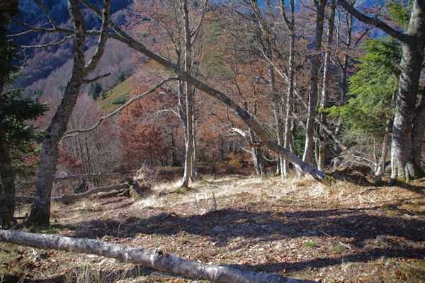 En descendant du Pic de Navaillo dans la fort dvaste par la tempte Klaus