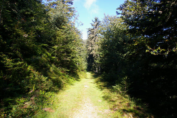 Le chemin sous le Soum de Berducou