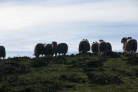Quelques moutons au col de Berbeillet