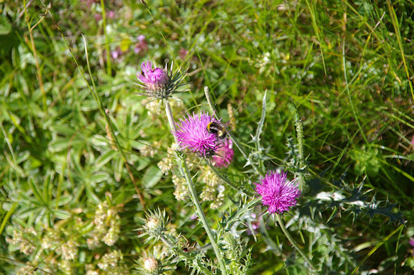 Insecte piqueur sur fleur piquante