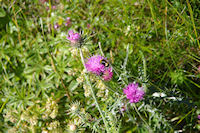 Insecte piqueur sur fleur piquante