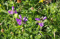 Jolies fleurs violettes, mais lesquelles?