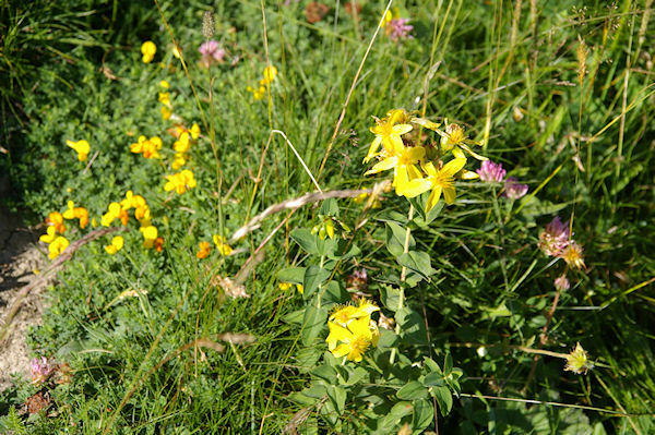 Jolies fleurs jaunes, mais lesquelles?