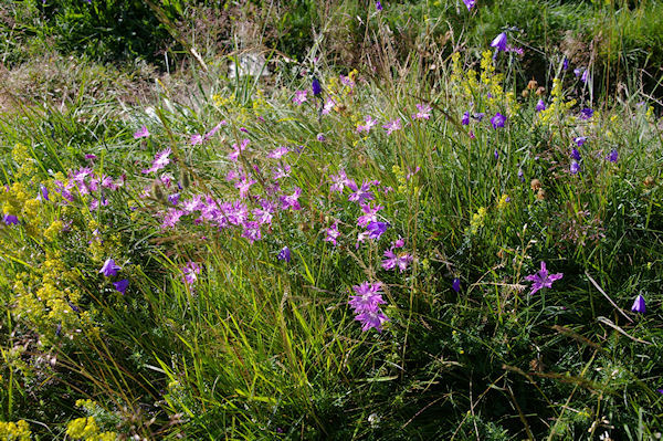 Un bouquet sauvage