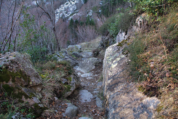 Le chemin sous Mauba