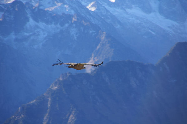 Un vautour fauve au Pic du Cabaliros