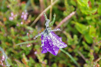 Campanules dans la rosee