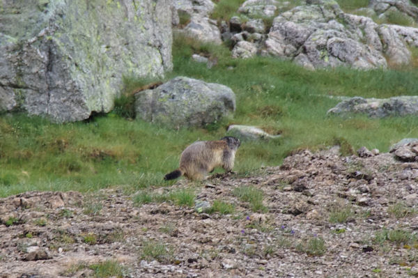 Une marmotte