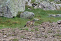 Une marmotte