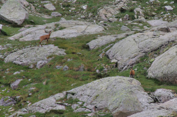 Deux isards sous le Soum det Malh