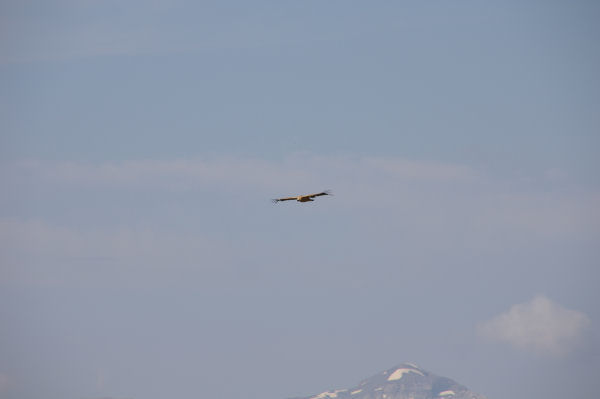 Un habitant du coin sur fond de Mont Perdu