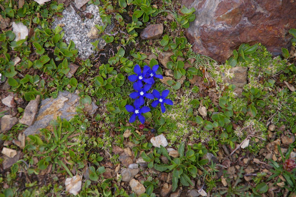 Un joli bouquet de gentianes