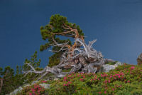 Rhododendrons fleuris et pins torturs au dessus du lac de Cap de Long