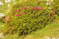 Un rhododendron en fleur
