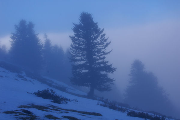 Pins dans la brume sous le Cap Nests