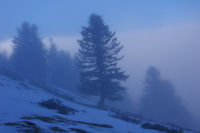 Pins dans la brume sous le Cap Nests