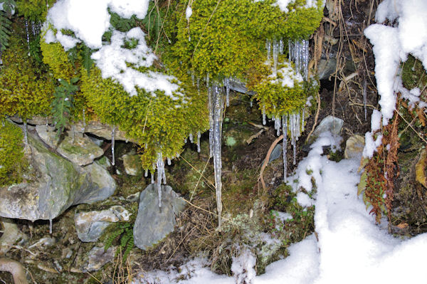 Pas chaud sur le chemin de la Reine Hortence