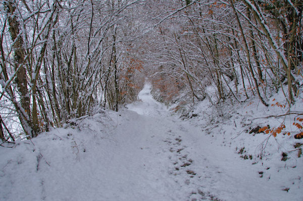 Le chemin de la reine Hortence