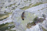 Une marmotte  Maria Bre