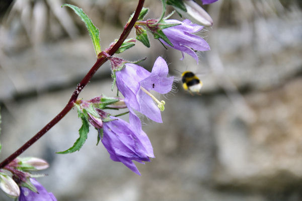 Bourdonnement