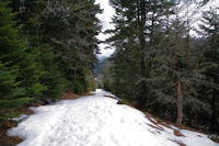 Le chemin dans le Bois de la Plape