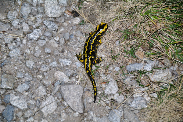 Belle salamandre