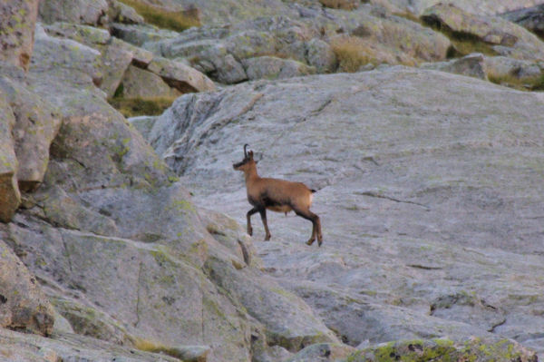 Un isard sur le granit rose au pied du Pic Cadier