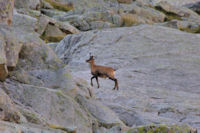 Un isard sur le granit rose au pied du Pic Cadier