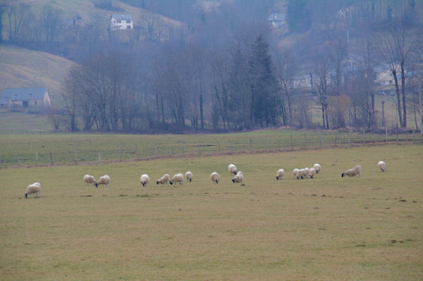 Des moutons sur le plateau du Barry