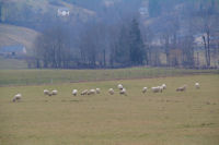 Des moutons sur le plateau du Barry