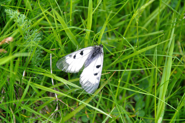 Joli papillon