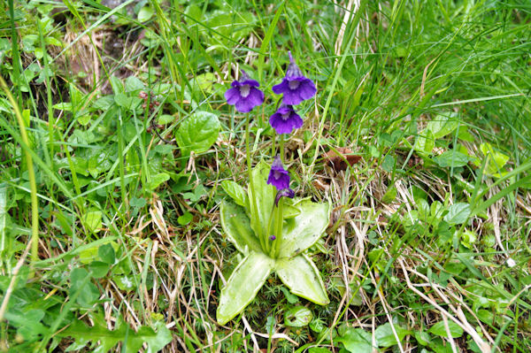 Des grassettes