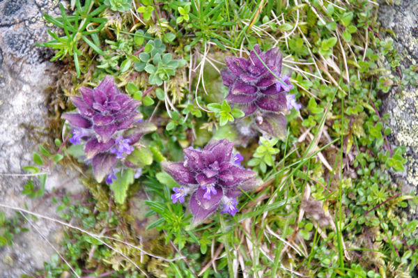 Jolie fleur de montagne