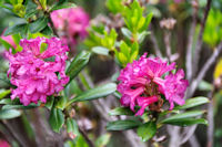 Des rhodo