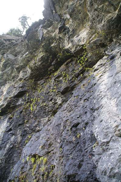 Barre rocheuse remplie de plantes carnivores ressemblant aux Grassettes