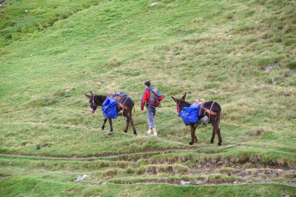 Les mules du refuges des Espuguettes partent au ravito