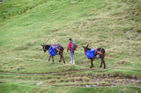Les mules du refuges des Espuguettes partent au ravito