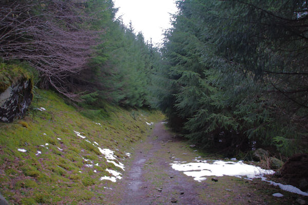 Le chemin dans le bois d_Estagnet