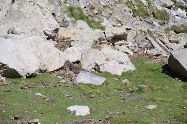 Une marmotte