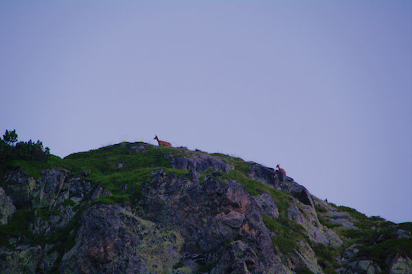 Harde d_isards sur la crte Est du Cylindre d_Estaragne