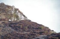 Un isard sur la crete, un peu avant le Pic d'Estibete