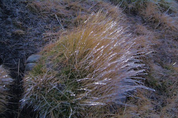 Belle gele scintillant dans les rayons rasants du soleil