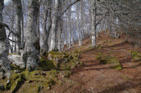 La foret sous le Roc de Manoula