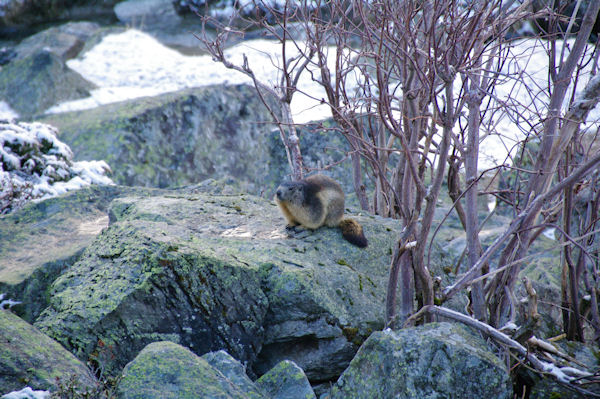 Une marmotte au sortir de l_hibernation