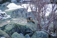 Une marmotte au sortir de l'hibernation